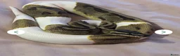 Python Snake reptiles for sale: Enchi Pied royal python  - Advert 1