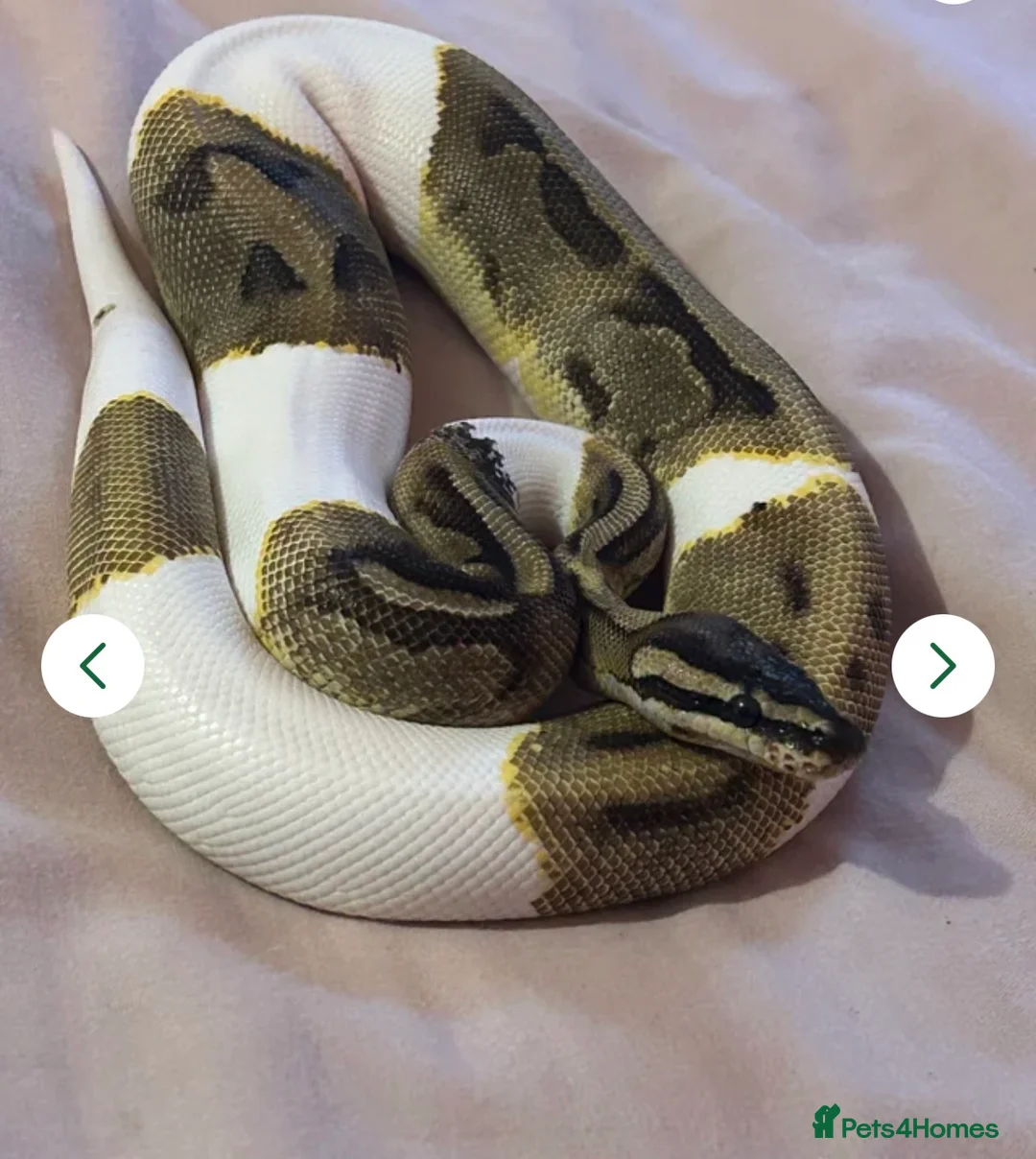 Python Snake reptiles for sale: Enchi Pied royal python  - Advert 1