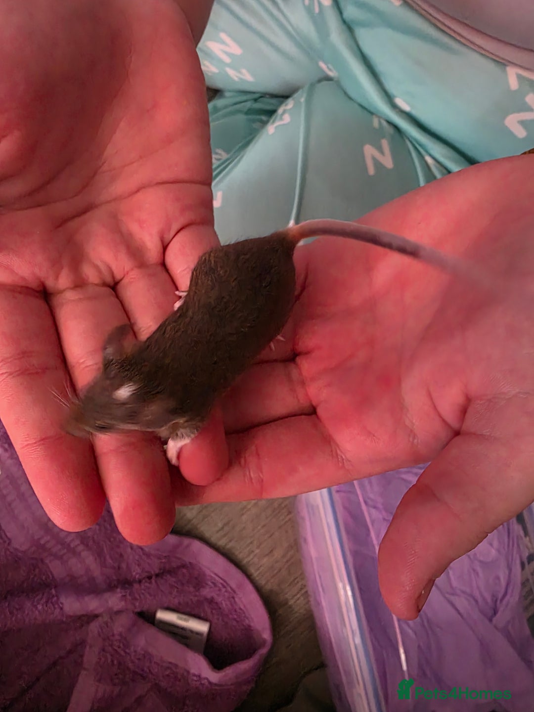 Mouse rodents for sale: Male and female mice  - Advert 8