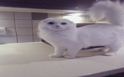 Scottish Fold cats for sale: ready now for there forever homes - Advert 1