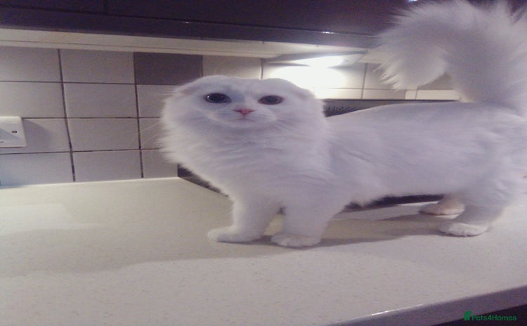 Scottish Fold cats ready now for there forever homes - Advert 12
