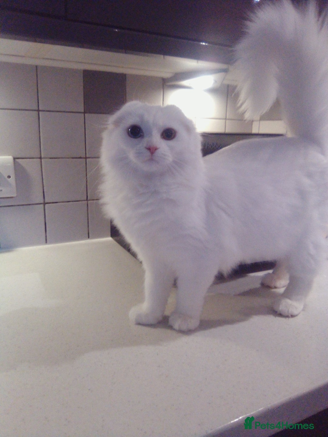 Scottish Fold cats for sale: ready now for there forever homes - Advert 1