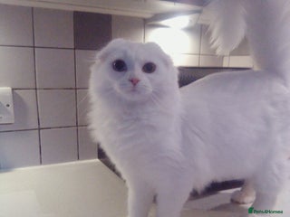 Scottish Fold cats for sale: ready now for there forever homes - Advert 2