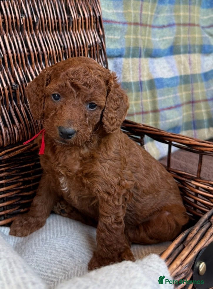 Irish Doodle dogs 🐾 Irish doodles 🐾 - Advert 2