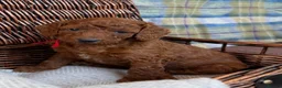 Irish Doodle dogs for sale: 🐾 Irish doodles 🐾 - Advert 1