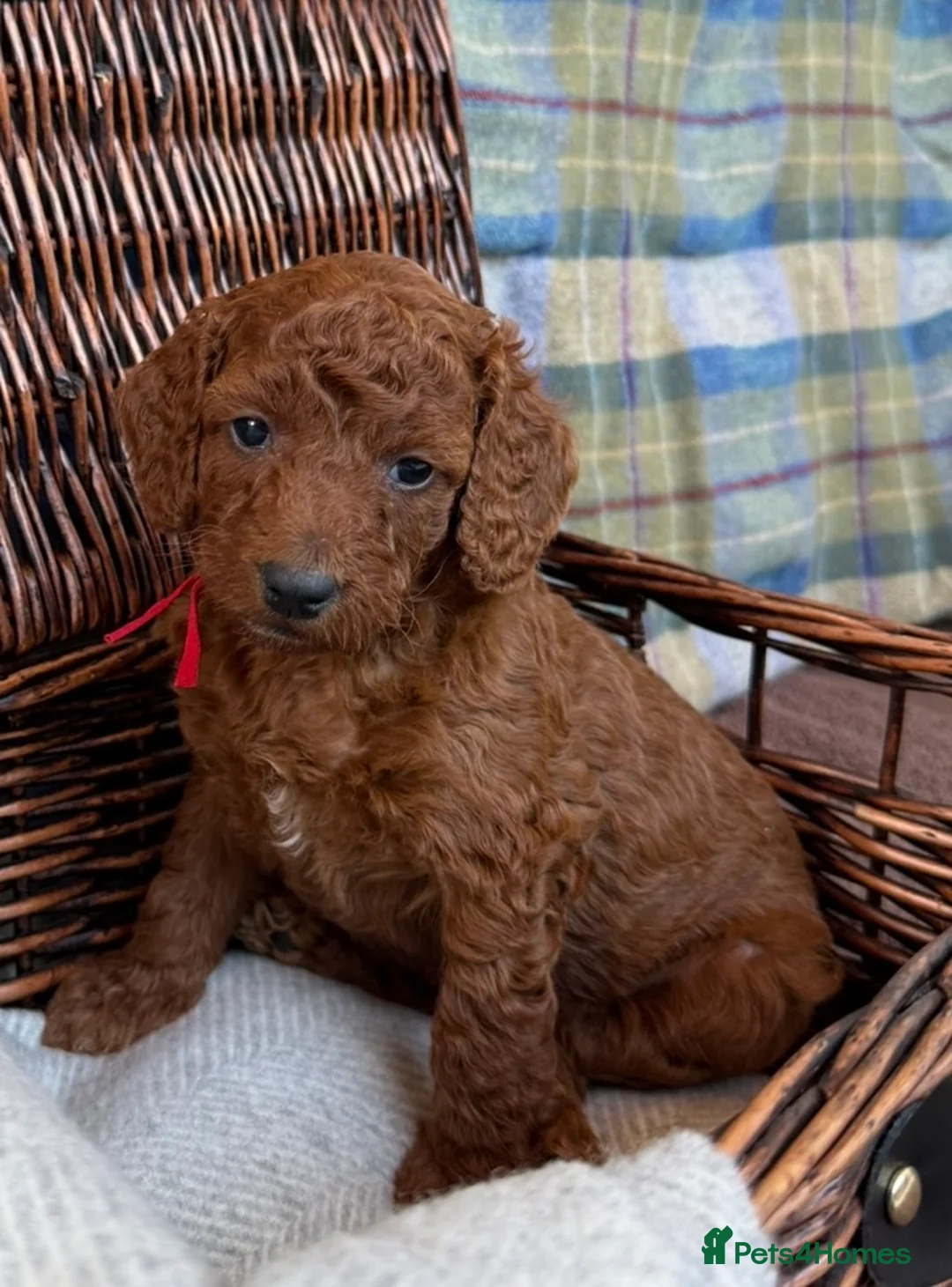 Irish Doodle dogs for sale: 🐾 Irish doodles 🐾 - Advert 1