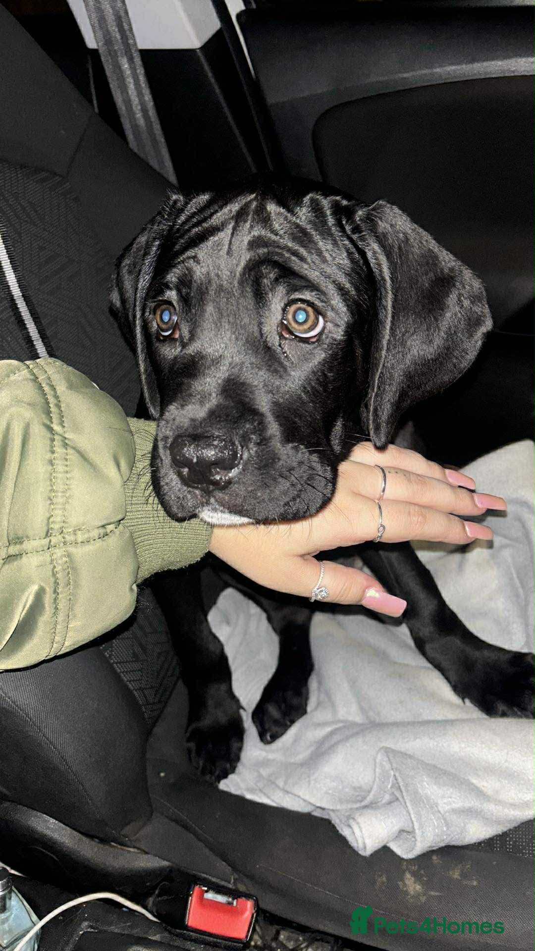 Cane Corso dogs for sale: Beautiful cane corso pup  - Advert 6