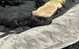 Labrador Retriever dogs for sale: Adorable KC registered fox red and black labs  - Image 30