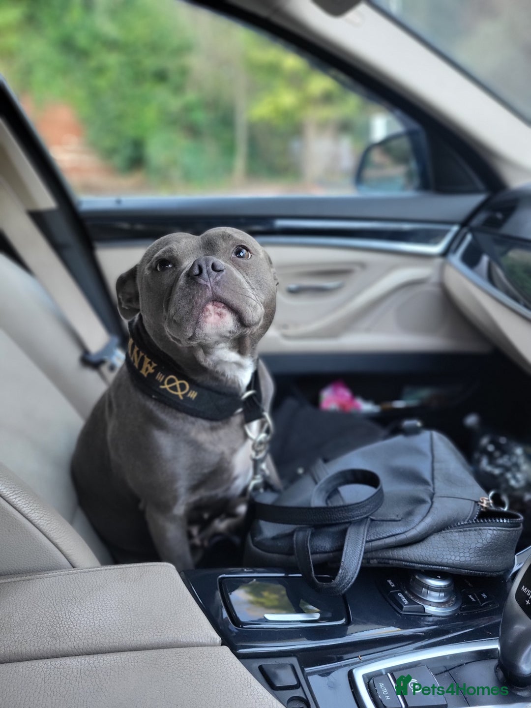 Staffordshire Bull Terrier dogs for sale: CHAMPION bloodlines blue staff pups - Advert 1