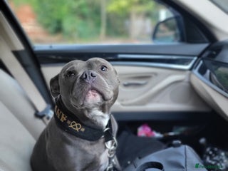 Staffordshire Bull Terrier dogs CHAMPION bloodlines blue staff pups - Advert 1