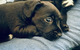 Patterjack dogs for sale: Gorgeous/ Patterjack x Patterdale pups ♥️ - Image 1