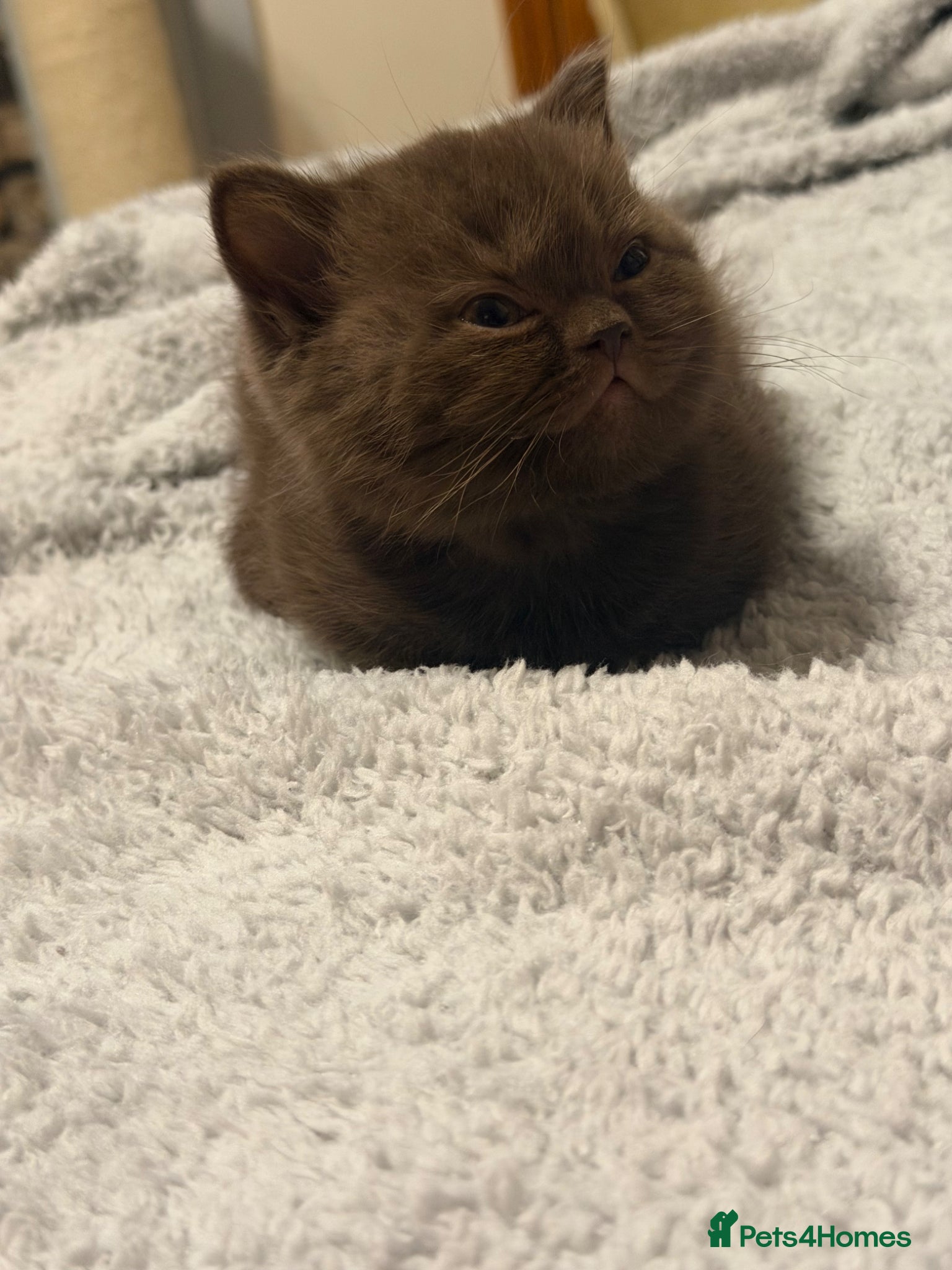 British Shorthair cats Stunning gccf lilac and chocolate females 🐾 - Advert 2