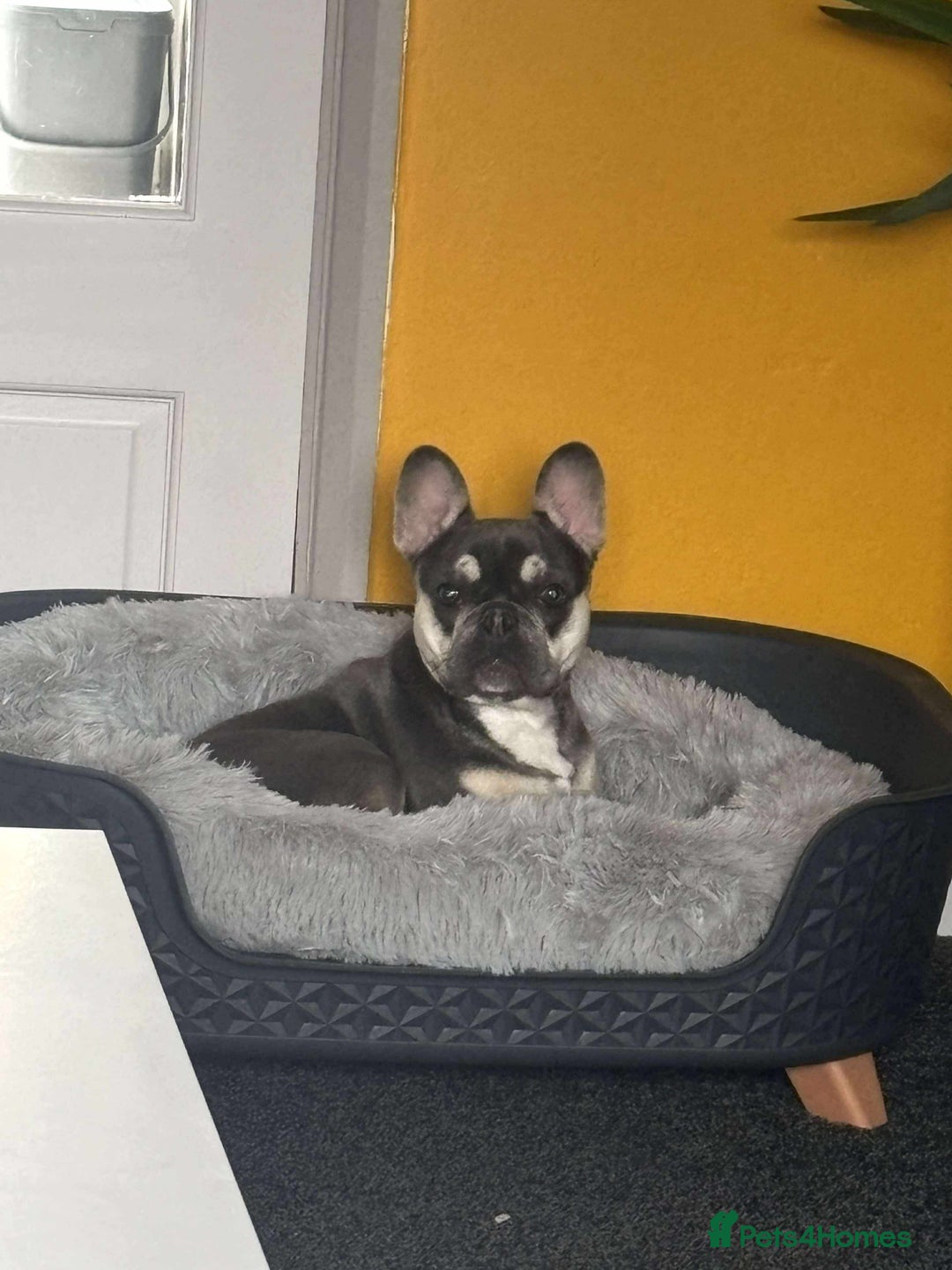 French Bulldog dogs for sale: Loving French bulldog Winnie  in Leicester - Image 1