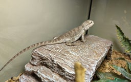 Dragon reptiles for sale: Great little Rankins Dragon - Image 3