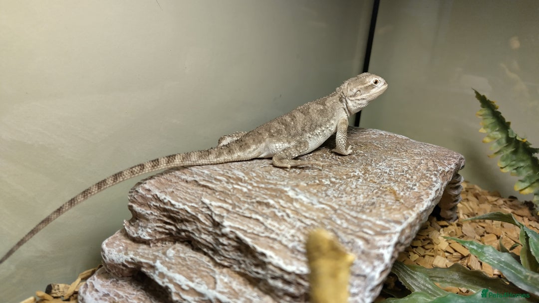 Dragon reptiles for sale: Great little Rankins Dragon - Image 3