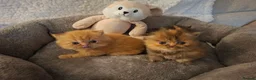 Persian cats for sale: LAST ONE, Pure Persian Boy. - Advert 4