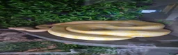 Snake reptiles for sale: carpet pythons - Advert 1