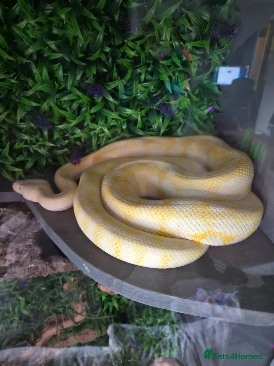 Snake reptiles for sale: carpet pythons - Advert 1