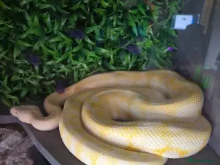 Snake reptiles carpet pythons - Advert 2