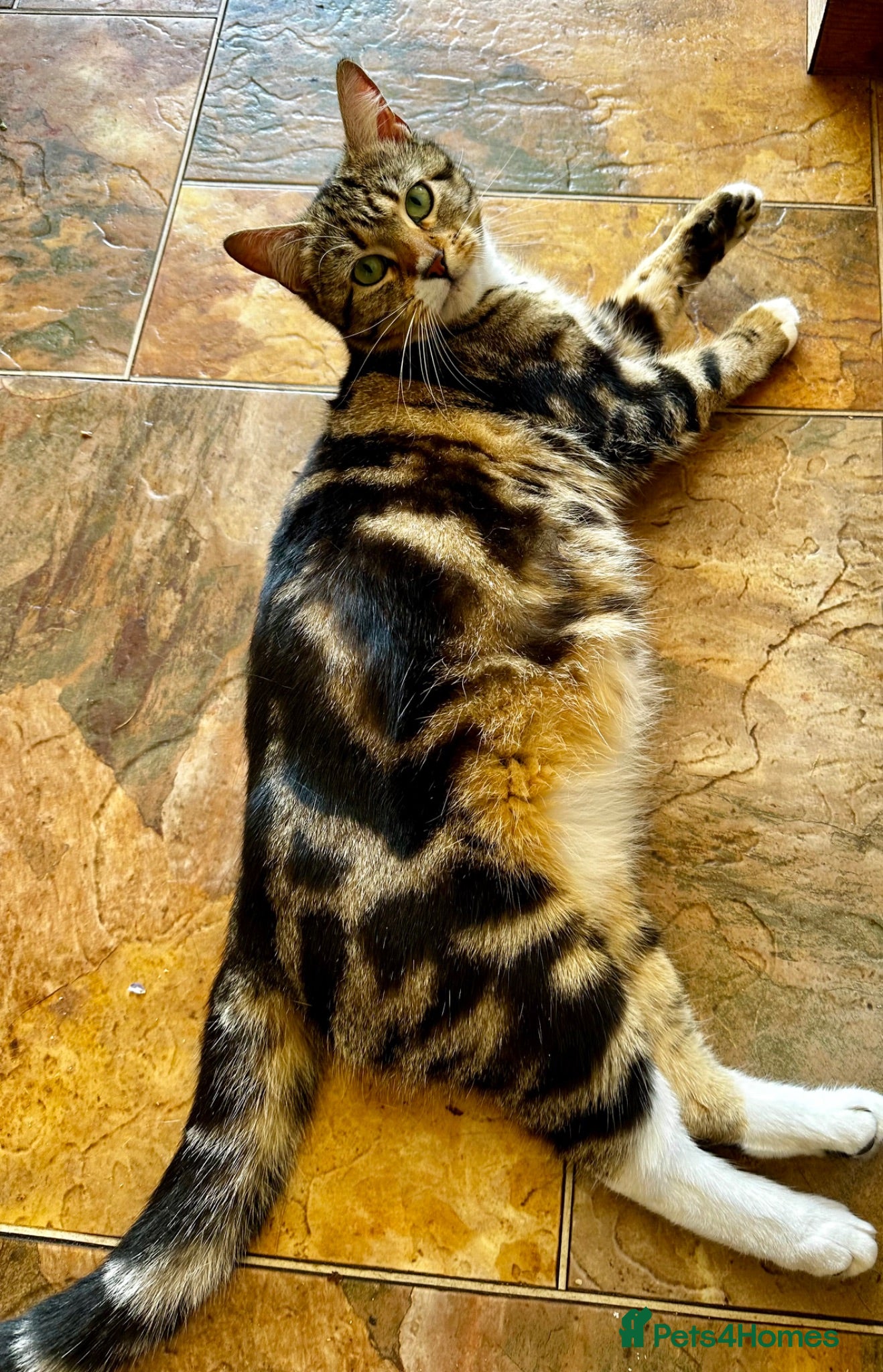 Mixed Breed cats Kittens jointly raised by our little dog  - Advert 2