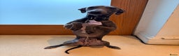 Italian Greyhound dogs for stud: Blue Italian Greyhound Available for Stud - KC Reg - Advert 2