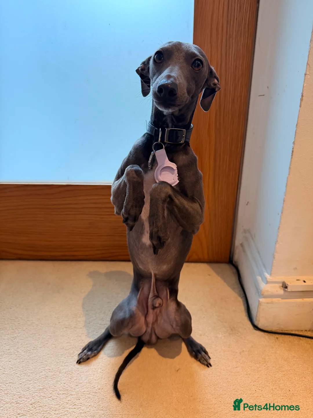 Italian Greyhound dogs for stud: Blue Italian Greyhound Available for Stud - KC Reg - Advert 2
