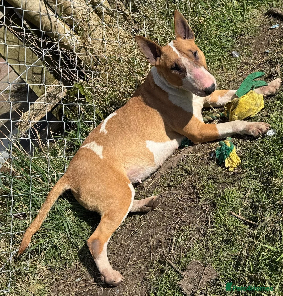 English Bull Terrier dogs for sale: KC English Bull Terrier Pups - Advert 1