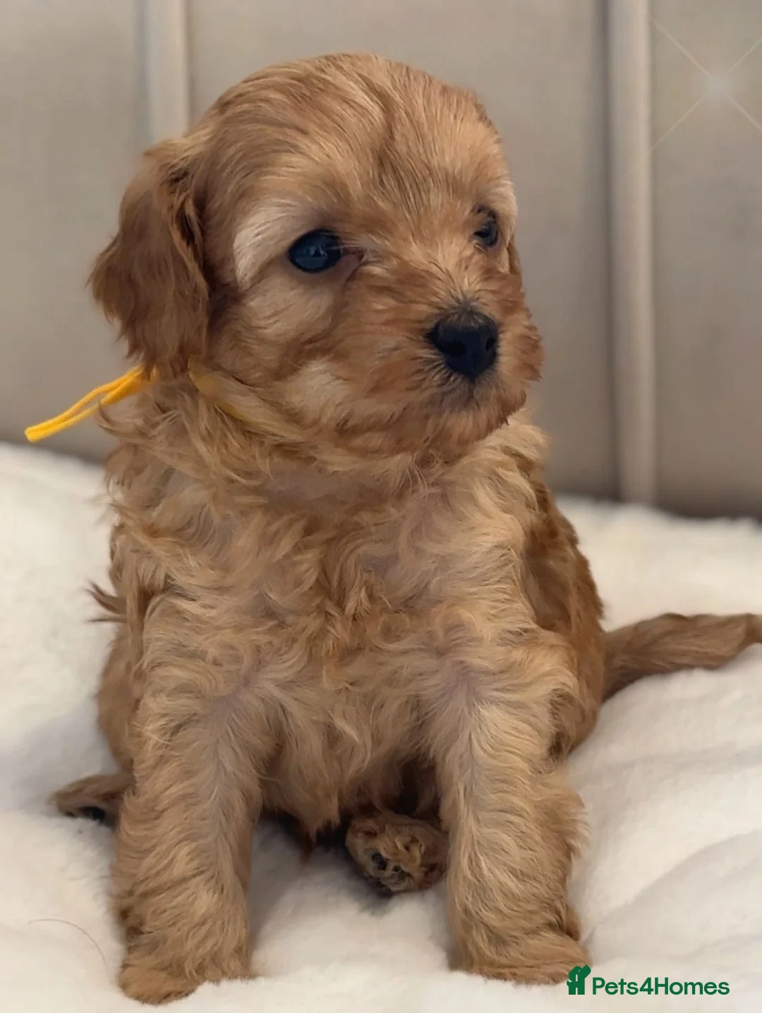 Cavapoo dogs for sale: Adorable Cavapoo Puppies Awaits - Advert 1