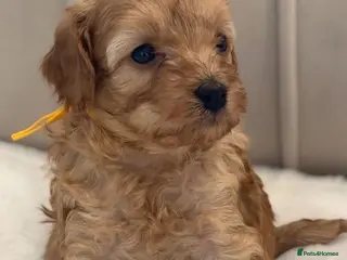 Cavapoo dogs Adorable Cavapoo Puppies Awaits - Advert 17
