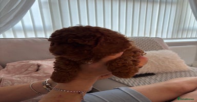 Cockapoo dogs - Advert 9