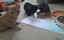 British Shorthair cats for sale: Cute playful smart kittens ready for new homes - Image 18