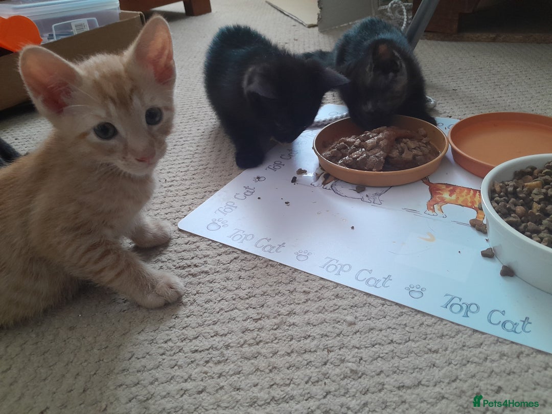 British Shorthair cats for sale: Cute playful smart kittens ready for new homes - Image 18