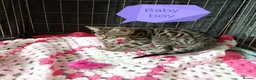 Bengal cats for sale: Bengal Cross kittens  - Advert 24