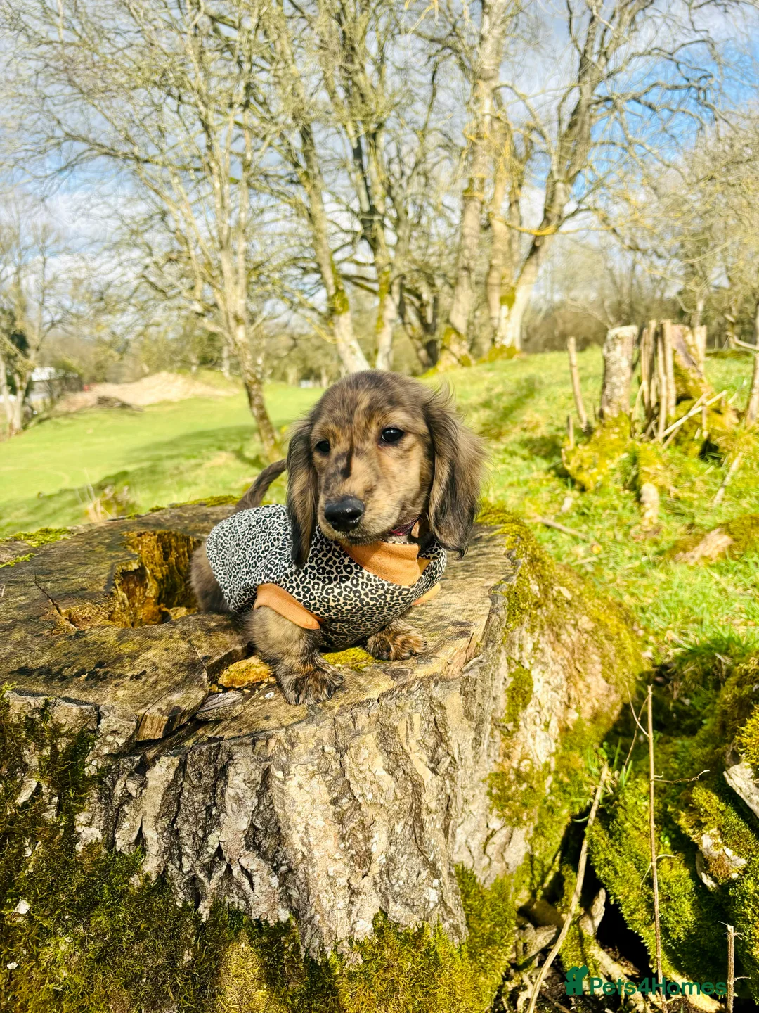 Miniature Dachshund dogs for sale: Cream Brindle L/H Mini Dachshund  - Advert 1