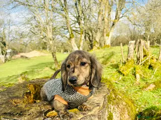 Miniature Dachshund dogs Cream Brindle L/H Mini Dachshund - Advert 10