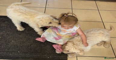 Labradoodle dogs - Advert 7