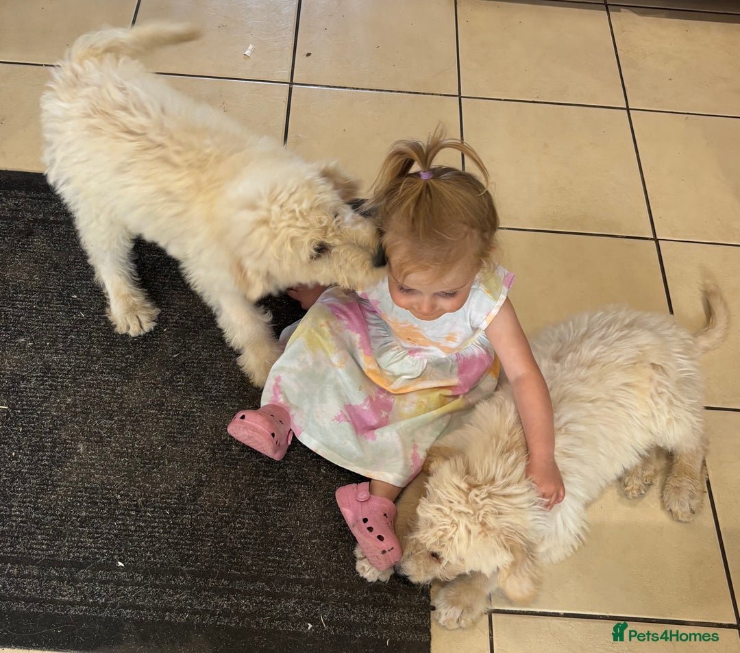 Labradoodle dogs for sale: F1B Standard Labradoodle Puppies Ready Now!🩷💙 - Image 2