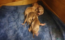 Chihuahua dogs for sale: Beautiful chihuahua puppies  - Image 5