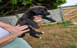 Jackapoo dogs for sale: Jackapoo puppies x7 - Image 12