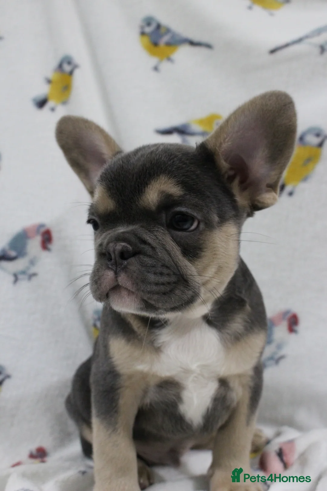 French Bulldog dogs for sale: French Bulldog puppies - Advert 5