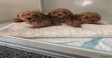 Cavapoo dogs - Advert 11