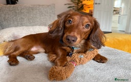 Dachshund dogs for stud: Miniature Red Long Haired Dachshund For Stud  - Image 10