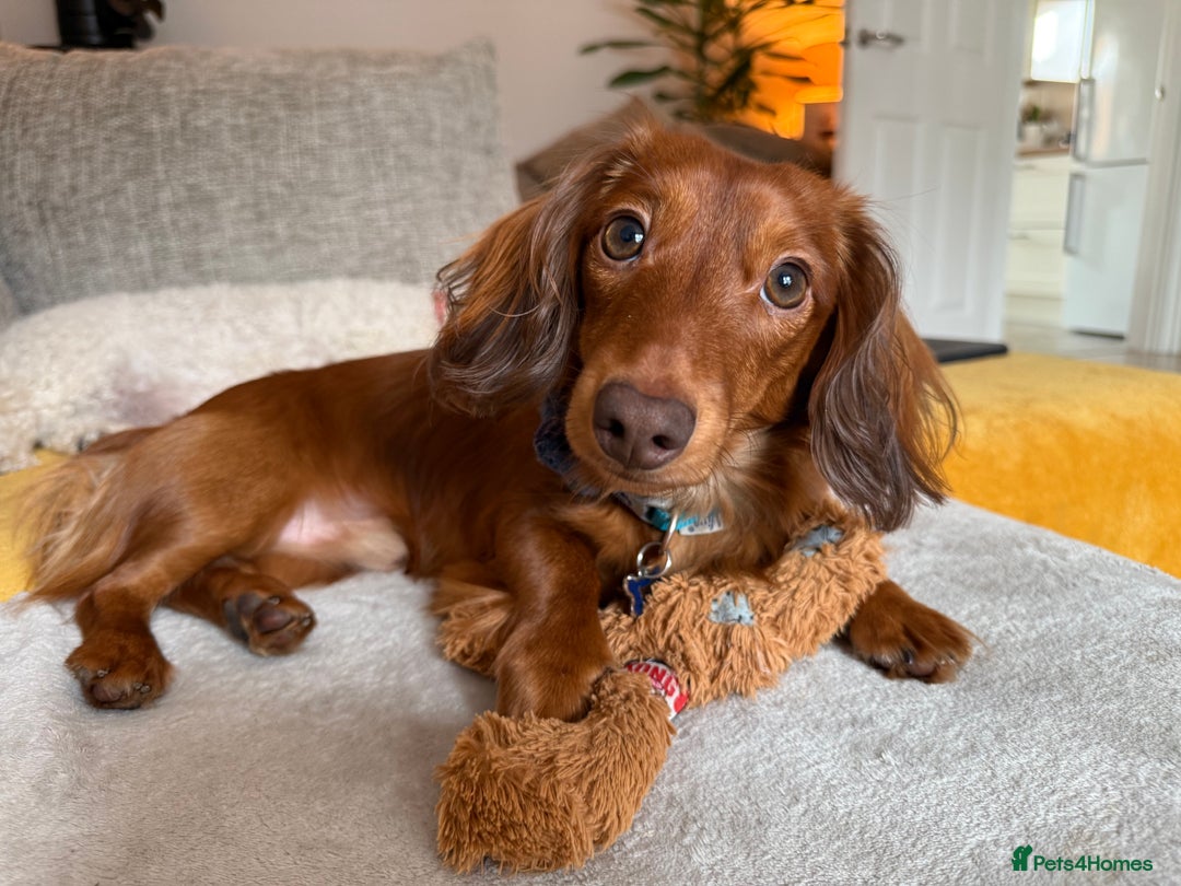 Dachshund dogs for stud: Miniature Red Long Haired Dachshund For Stud  - Image 10