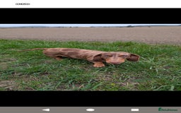 Miniature Dachshund dogs for sale: Miniature Dachshund Puppies  - Image 12
