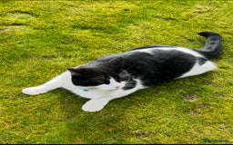 Domestic Shorthair cats for sale: Black and White Tuxedo Cat Needs Rehoming - Image 4