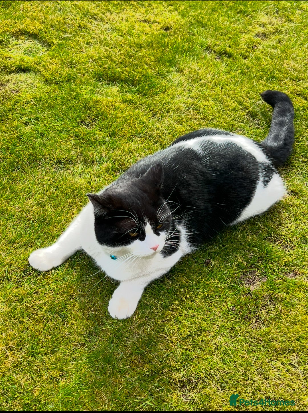 Domestic Shorthair cats for sale: Black and White Tuxedo Cat Needs Rehoming - Image 4