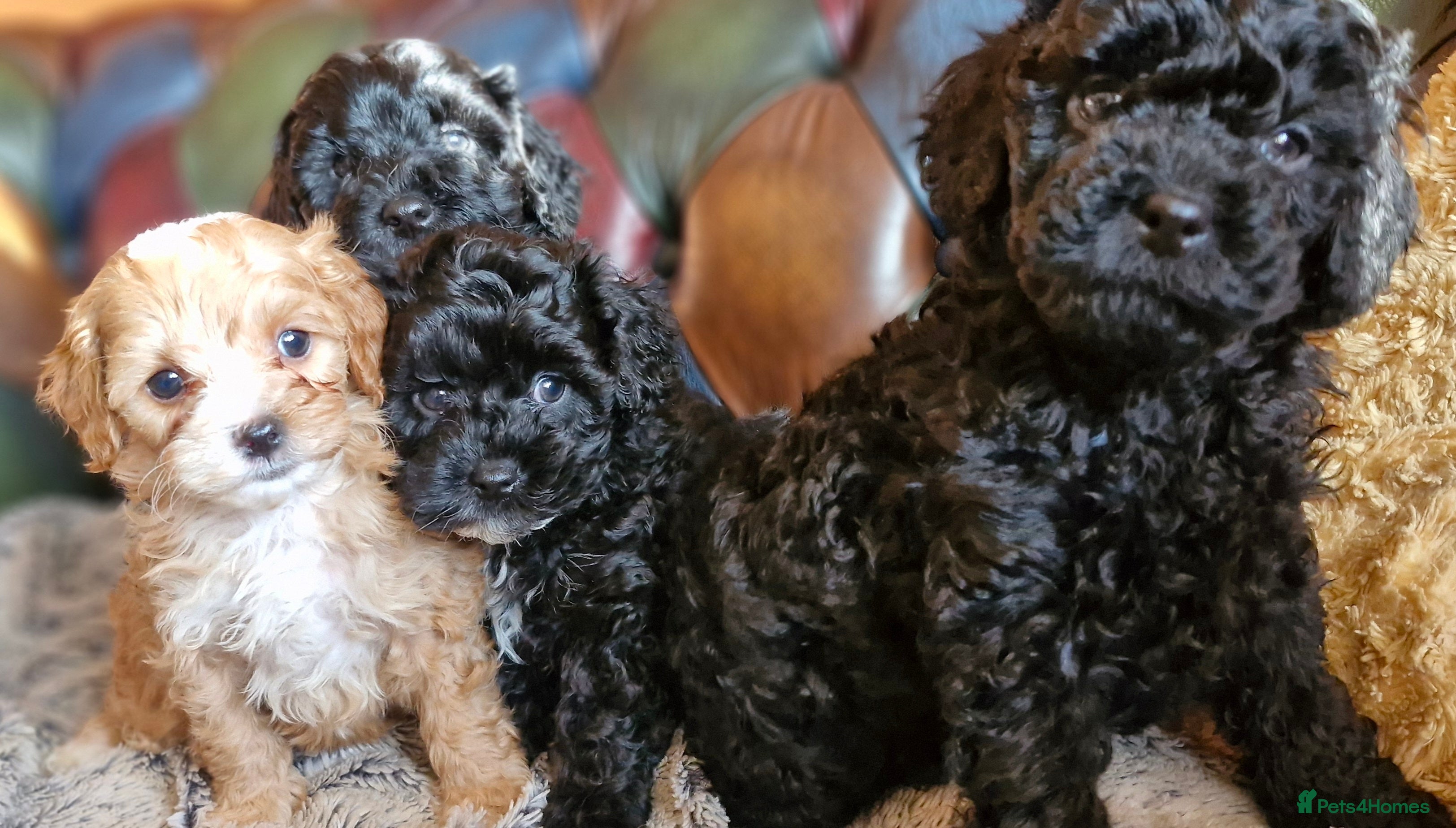 Cavapoo dogs Gorgeous F1b Cavapoo puppys Health tested parents  - Advert 2