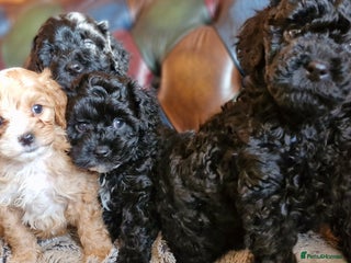 Cavapoo dogs Gorgeous F1b Cavapoo puppys Health tested parents - Advert 2
