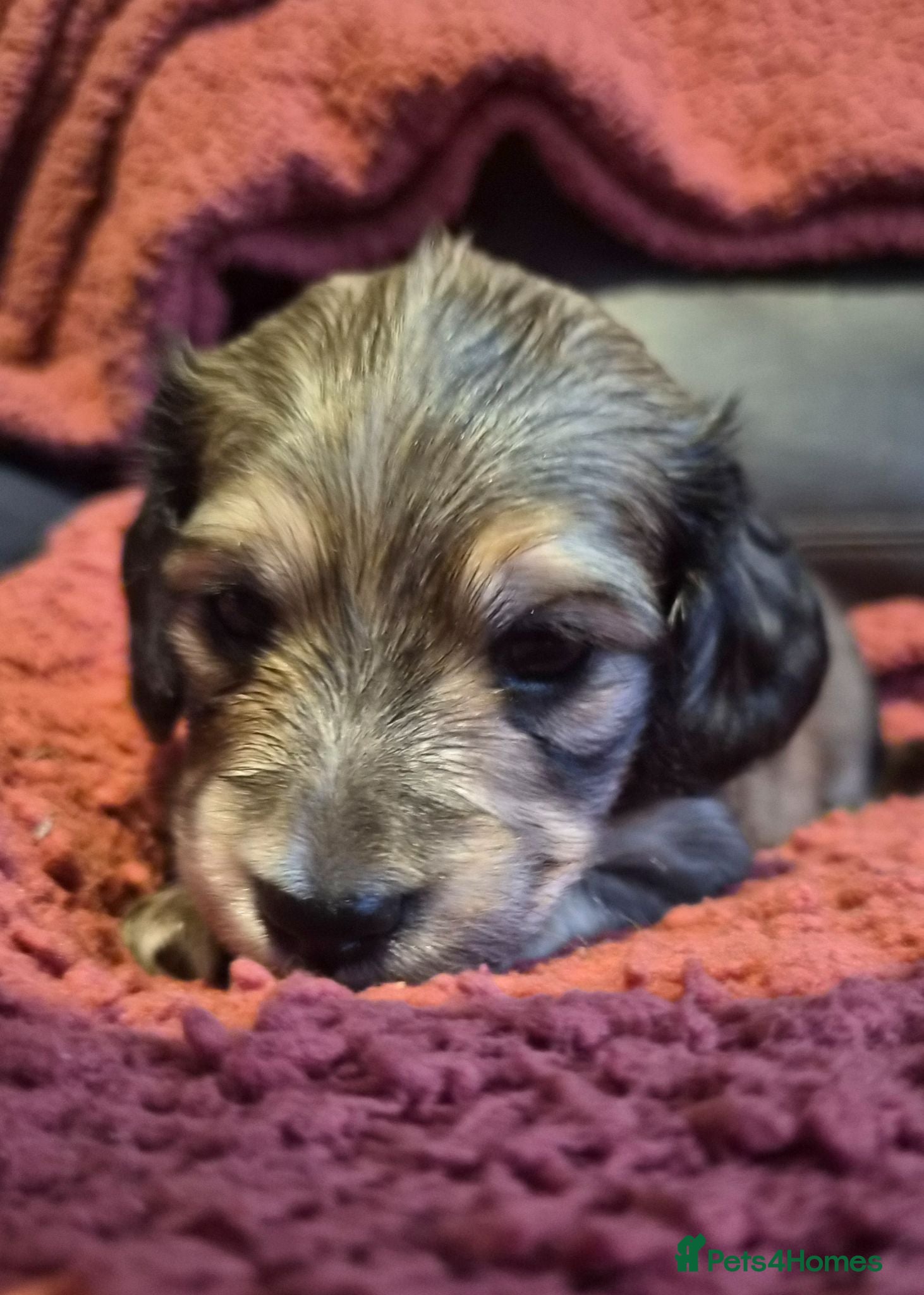 Miniature Dachshund dogs Kc reg miniature daschund puppies  - Advert 1