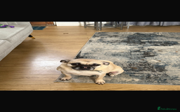 Chug dogs for sale: 4 years old Male Chug - Image 2